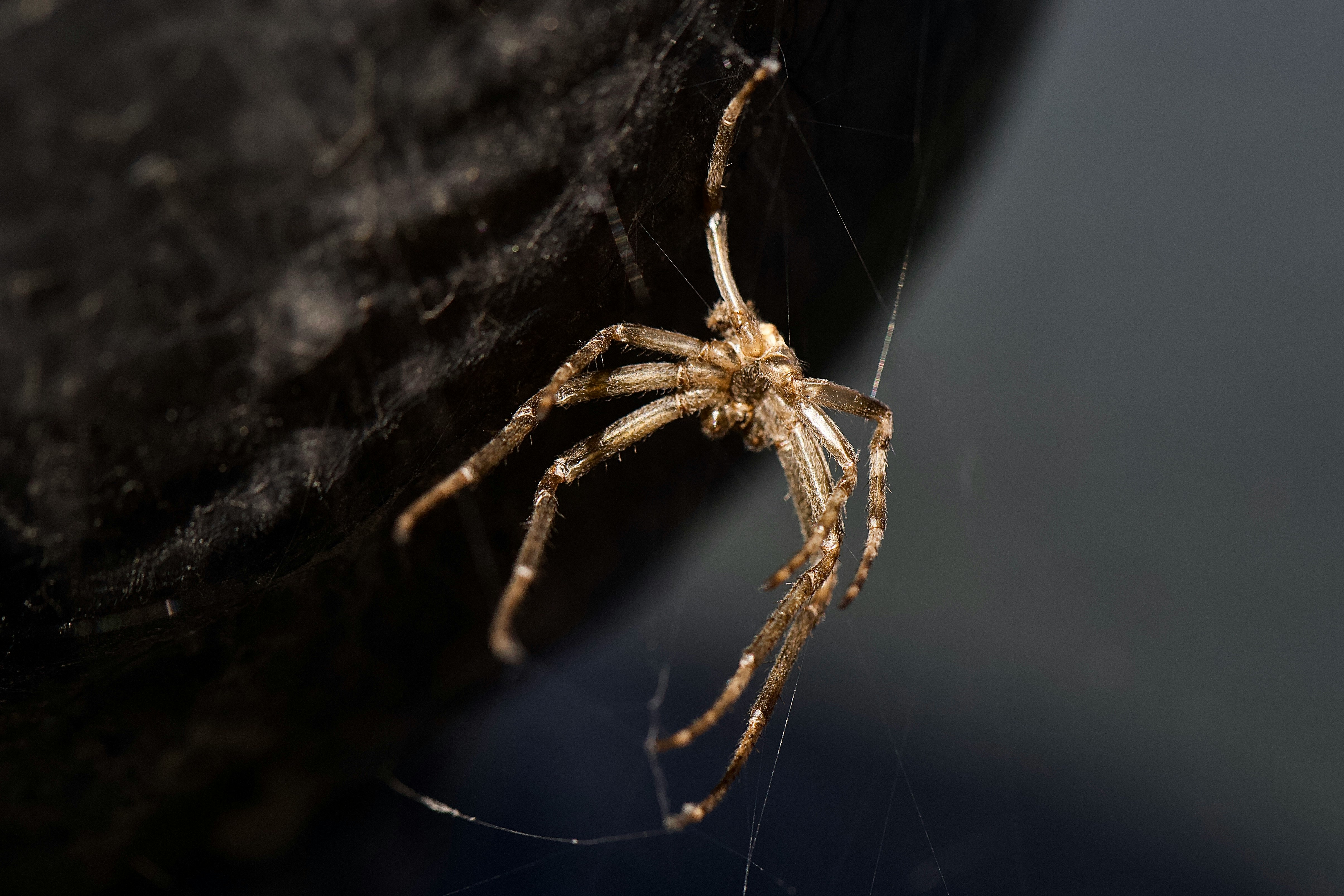 brown spider on black textile